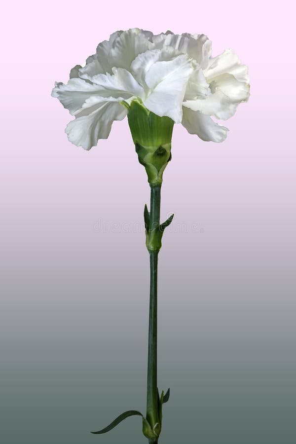 Carnation Long Stem Stock Photos Free & RoyaltyFree Stock Photos