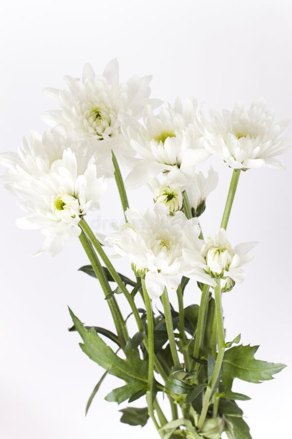 White Carnations With Green Stems Stock Image Image of arrangement
