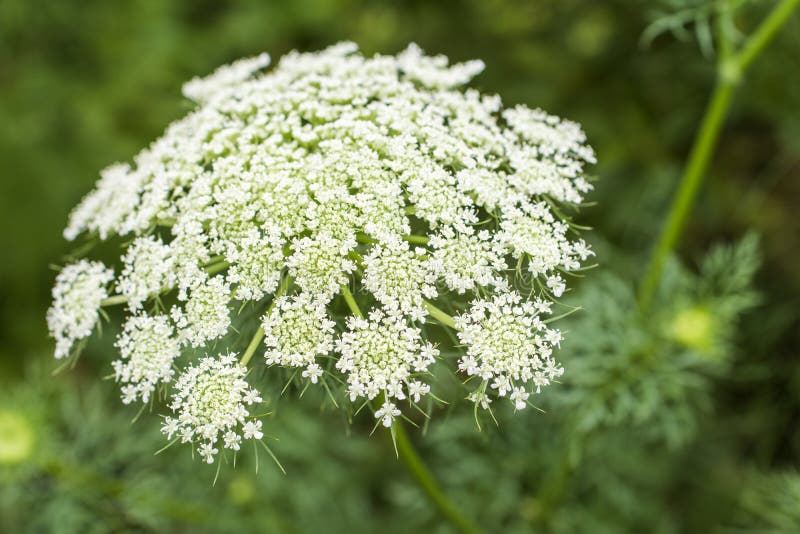 White carrot flowers stock photo. Image of verdure, botanical 67083382