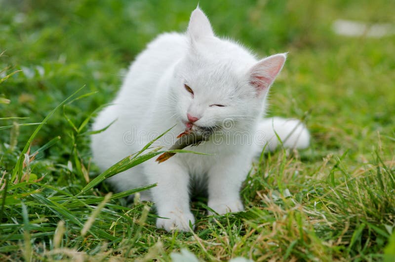 White cat