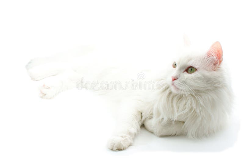White cat.