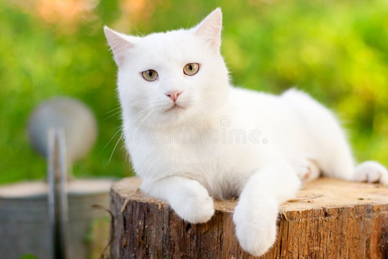 White cat