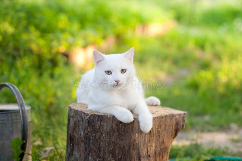 White cat