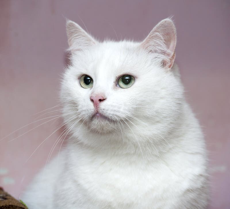 White cat stock image. Image of break, light, ethnic 34725525