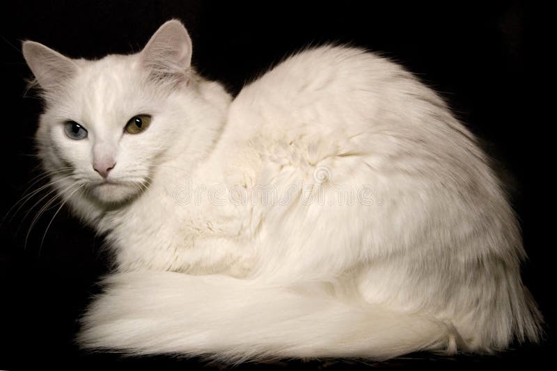 White Mixed-breed Cat Looking Down (2 Years Old), Isolated on Wh