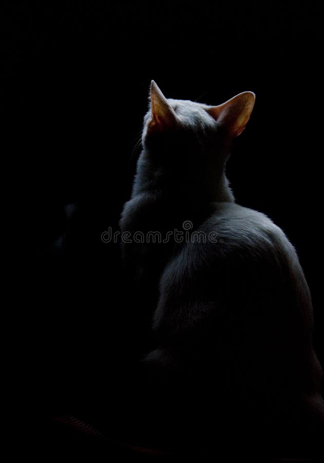 White Cat