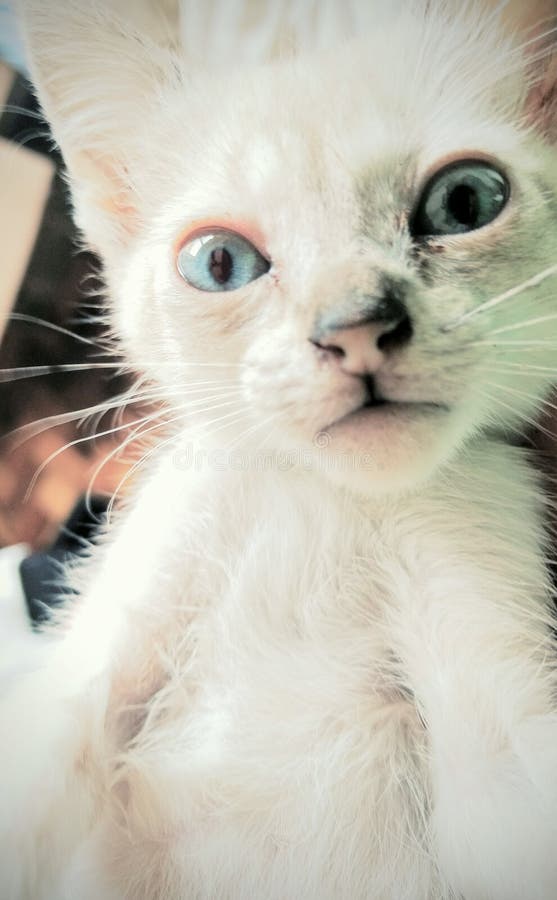 White cat baby stock image. Image of blue, shoot, baby 92328655