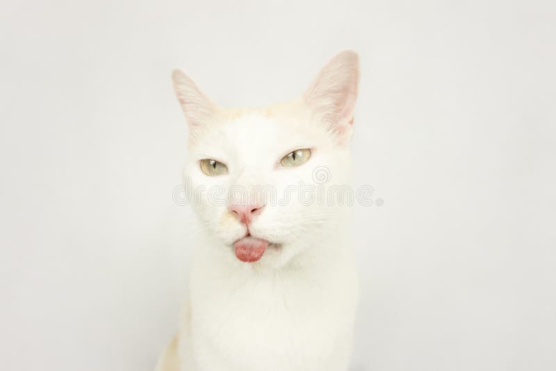 White cat with a white background royalty free stock photos White cat with a white background royalty free stock photos