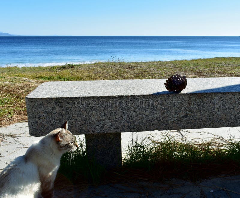 White cat in a beach promenade with a stone bench and a pinecone. Grass and pine needles, blue water. Spain, sunny day. White cat in a beach promenade. Grass stock photos White cat in a beach promenade with a stone bench and a pinecone. Grass and pine needles, blue water. Spain, sunny day. White cat in a beach promenade. Grass stock photos