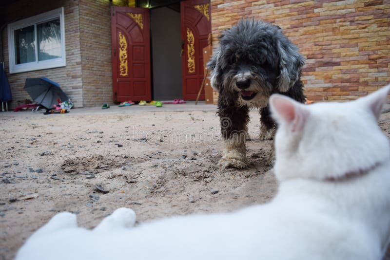 White cat and black dog. stock photo. Image of green 69916484