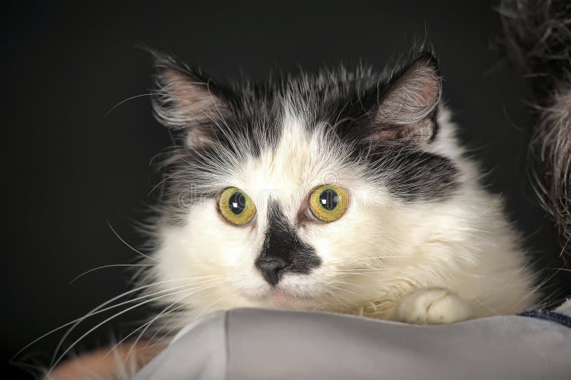 White Cat with a Black Spot on the Nose Stock Image Image of looking