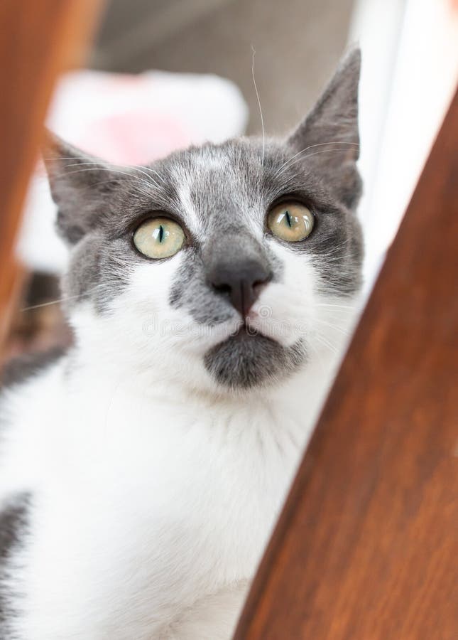 White cat with black spots stock image. Image of curiosity 162202915