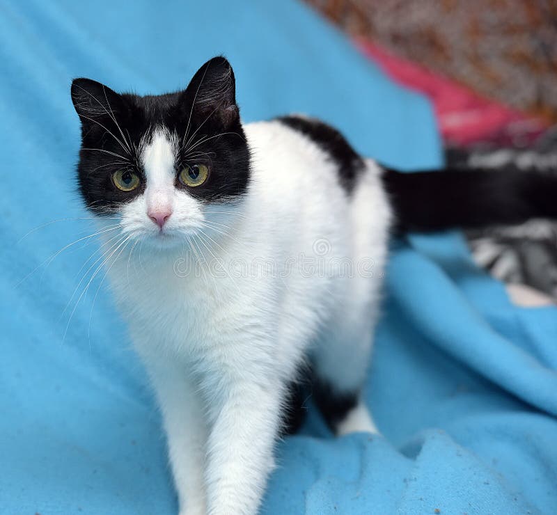 White Cat With Black Spots On Blue Stock Photo Image of soft, fluffy