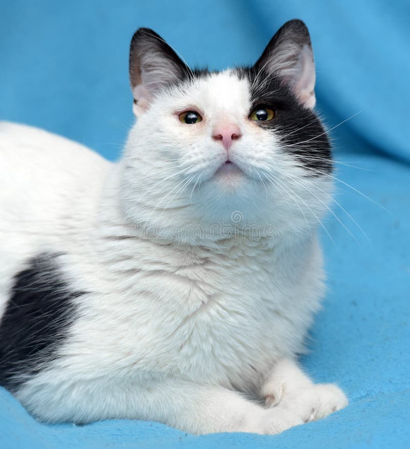 White cat with black spots stock photo. Image of green 51438618