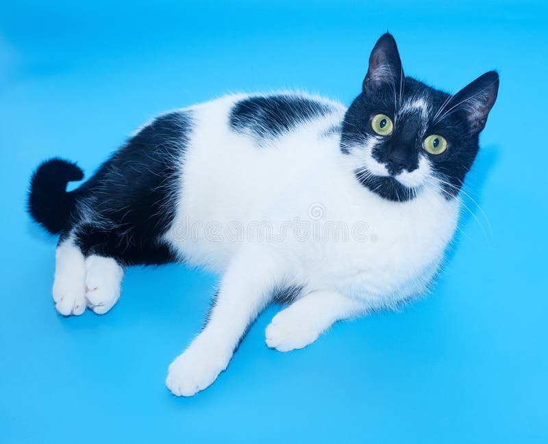 White Cat Black Spots Stock Images Download 1,948 Royalty Free Photos