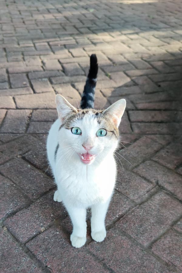 White Cat with Black Tail and Blue Eyes Looking at Camera Stock Image