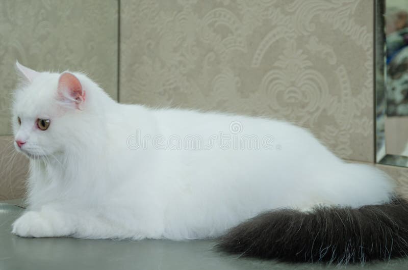 A White Cat with a Black Tail is Lying on the Table at the Groomer