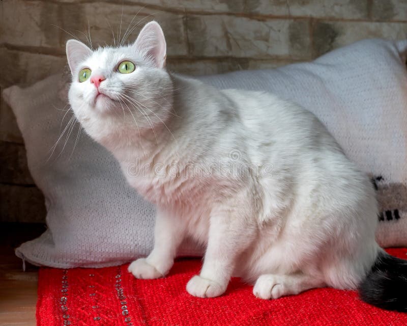 White Cat with a Black Tail Sits on the Background of Knitted Pillows