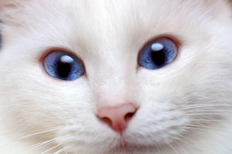 White cat with blue eyes stock photo. Image of face, domestic 8538804