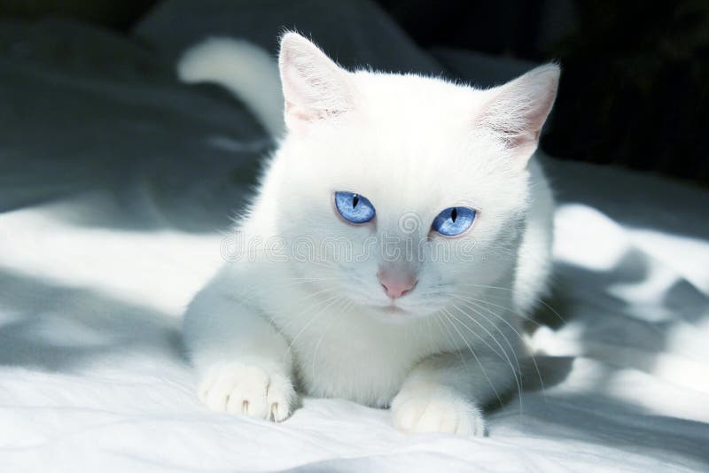 White Cat with Blue Eyes Lying on the Bed. Pets, Animals Concept Stock  Photo - Image of beauty, cute: 214425778