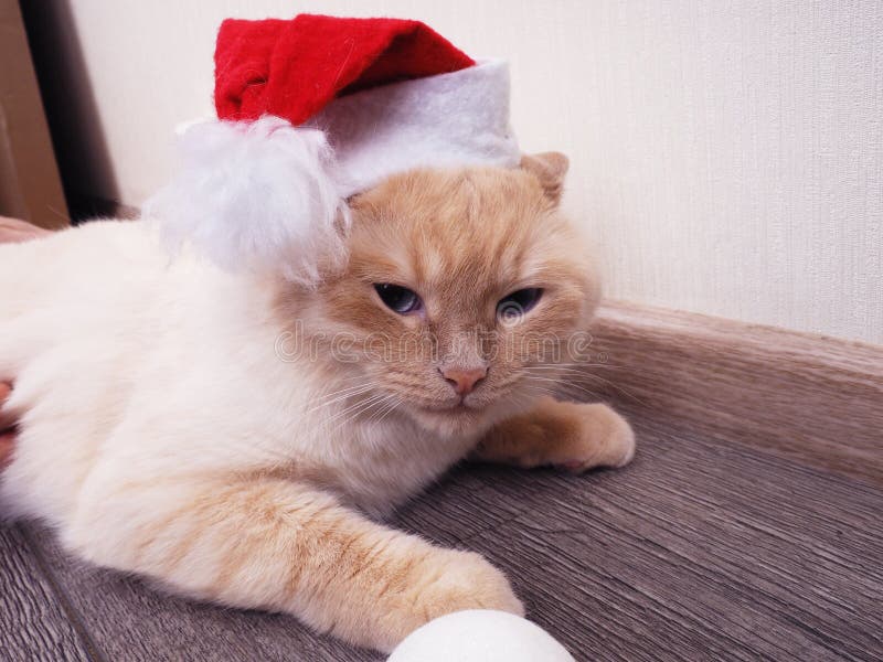 White Cat in a Christmas Hat, Funny Cat, Christmas Concept Stock Photo