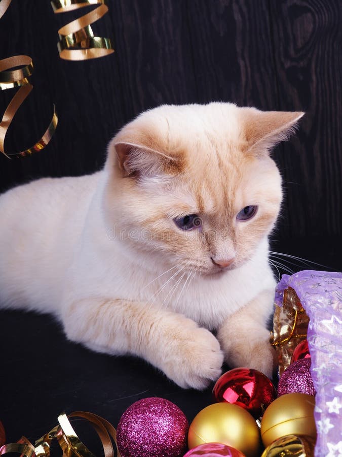 White Cat in a Christmas Hat, Funny Cat, Christmas Concept Stock Image