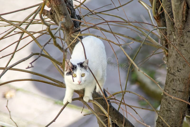 White cat climbing a tree stock image. Image of climb 236276787