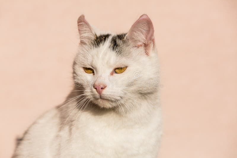 White cat closeup with a pink background