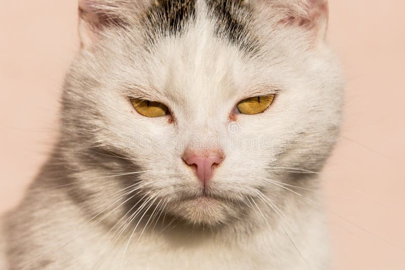 White cat closeup with a pink background