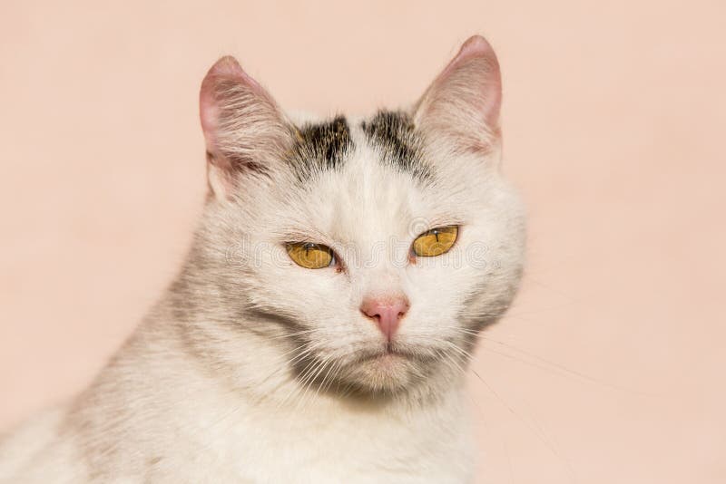 White cat closeup with a pink background