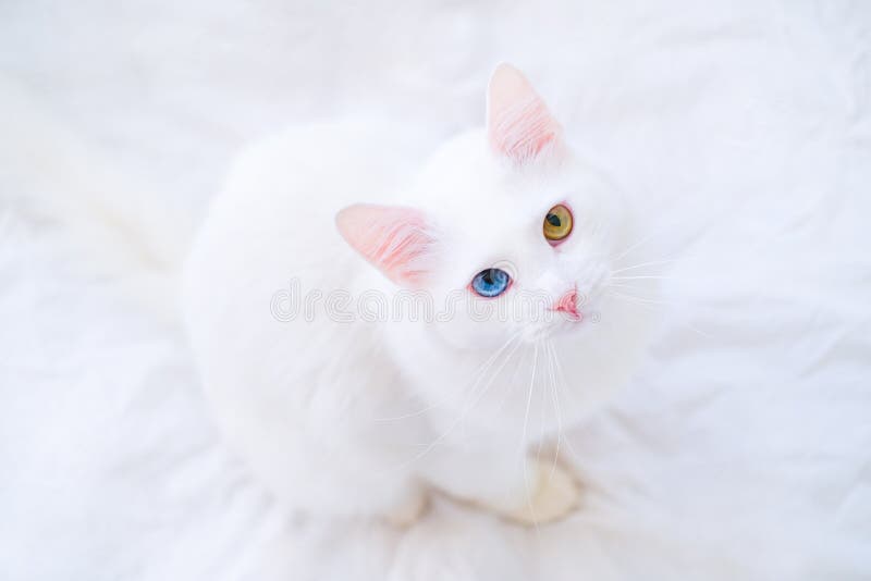 White cat with different color eyes looking up at camera on white bed. Turkish angora with blue and green eye. Adorable