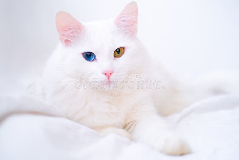 White cat with different color eyes. Turkish angora. Van kitten with blue and green eye lies on white bed. Adorable