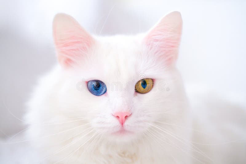425 Albino Kitten Stock Photos - Free & Royalty-Free Stock Photos from ...
