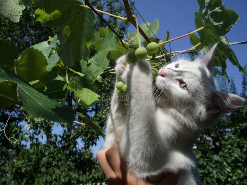 A Cat Eating Grapes. Picture. Stock Photo - Image of animals, tour: 124881864 A Cat Eating Grapes. Picture. Stock Photo - Image of animals, tour: 124881864