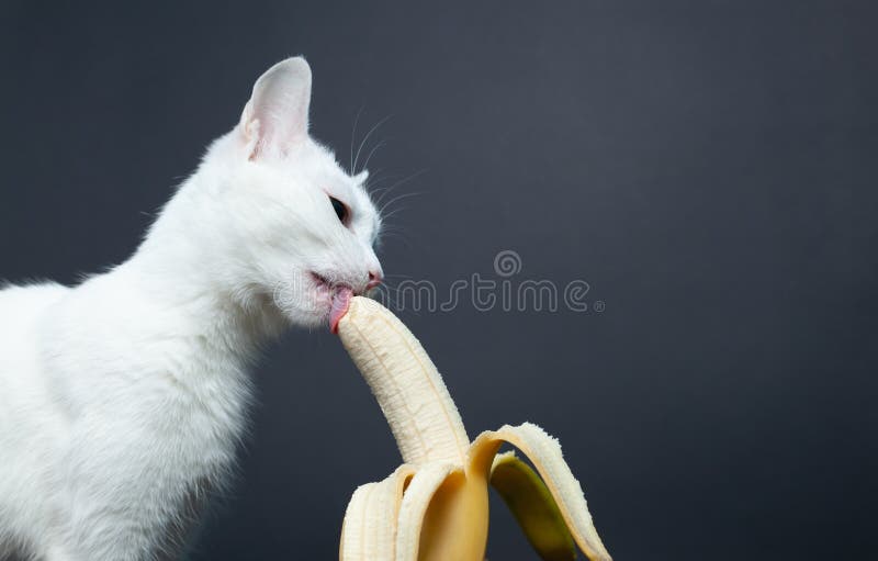 1,033 Banana Cat Stock Photos - Free & Royalty-Free Stock Photos from ...