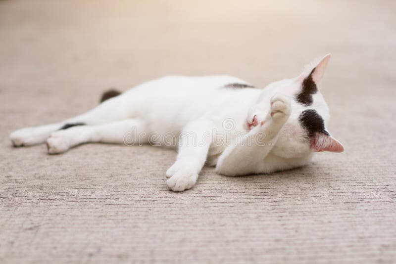 White Cat Enjoy and Sleep on Concrete Floor Stock Photo Image of face