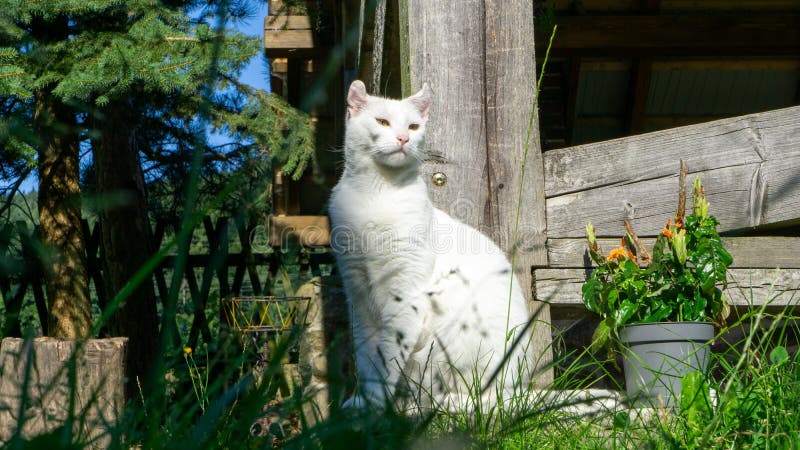 White cat. European race stock photo. Image of fluffy - 228051986