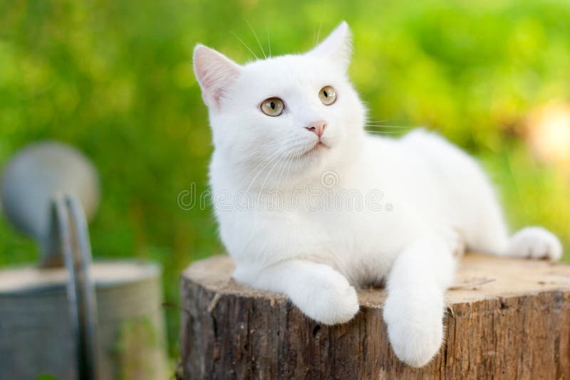 White cat in the garden