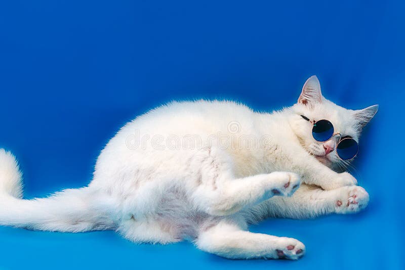 White Cat with Glasses on Blue Background Stock Image Image of black, adorable 129702061