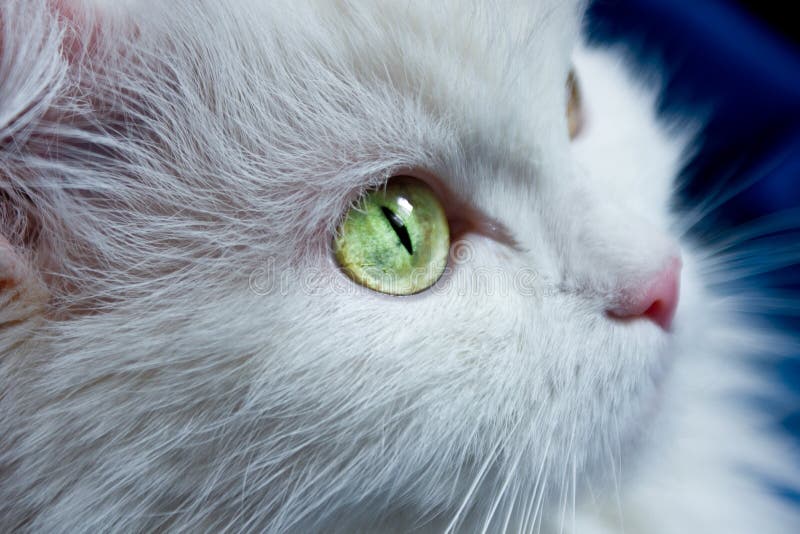 White cat with green eyes.