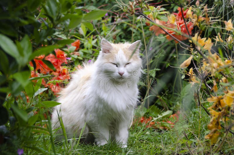 White cat in the green with flowers stock image White cat in the green with flowers stock image