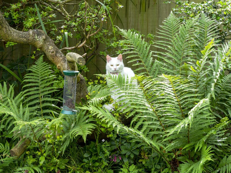 White cat amongst ferns watching a garden bird feeder