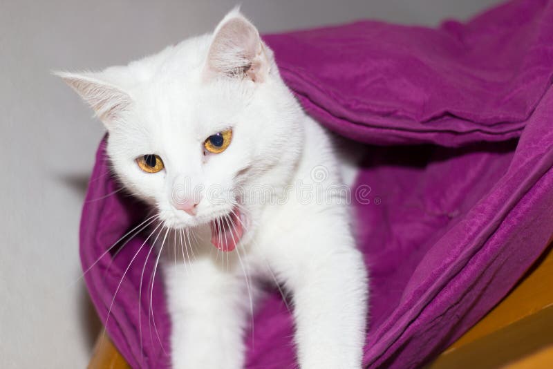 White cat hiding stock image. Image of kitten, domestic 60192183