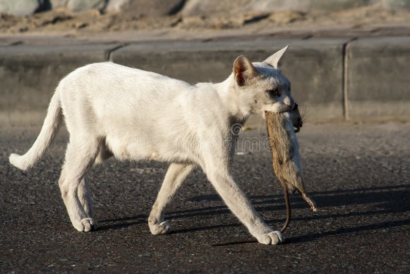 Cat caught a rat stock image. Image of cute, hunted - 194405839