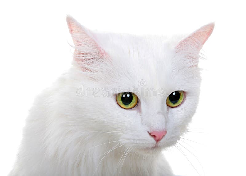 White Cat Isolated On White Background Stock Image - Image of cutout ...