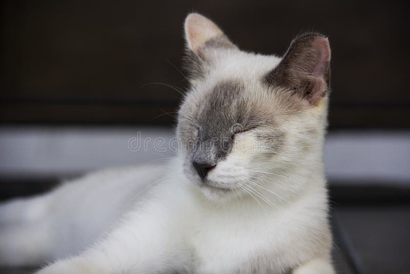 White Cat Laying on a Porch Stock Image Image of porch, portrait