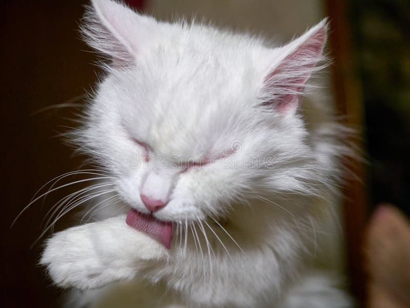 white-cat-is-licking-the-hair-low-light-stock-image-image-of