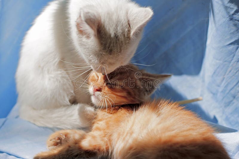 2,166 Cat Licking Her Kitten Stock Photos Free & RoyaltyFree Stock