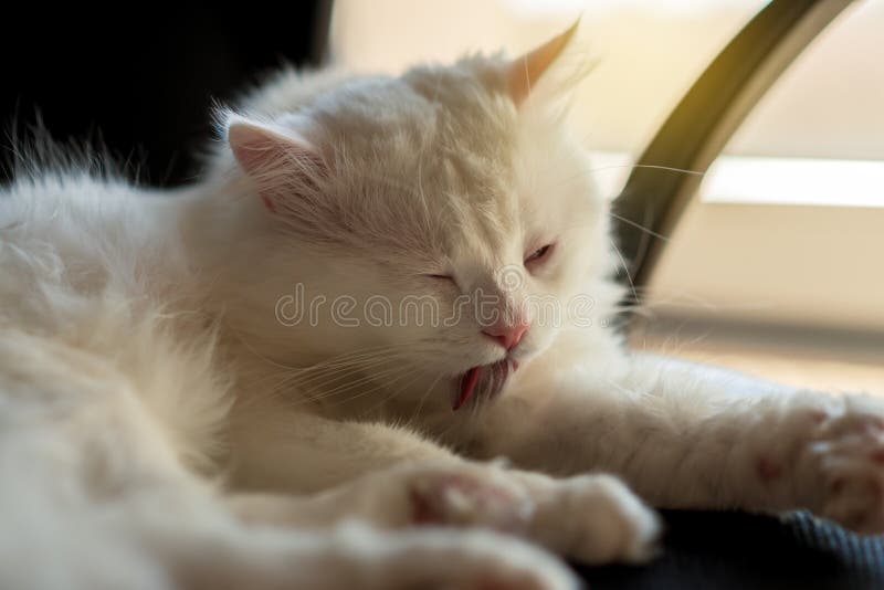 White Cat Licking Himself on the Bed Stock Photo Image of mammal