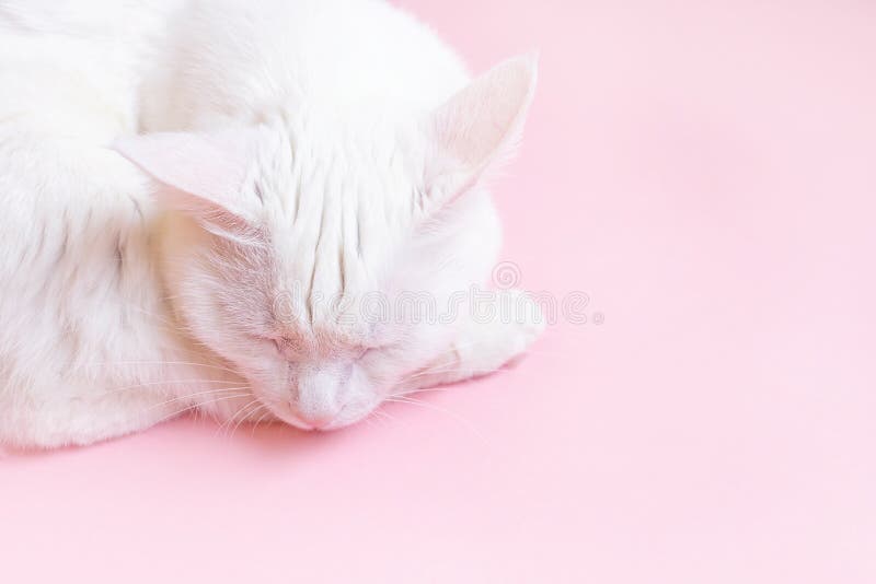Bạn yêu mèo trắng và màu hồng pastel, hãy xem chiếc ảnh này! Chiếc ảnh với chú mèo trắng trên nền hồng pastel sẽ khiến bạn cười và giảm stress. Hãy bấm vào đây để xem chi tiết!